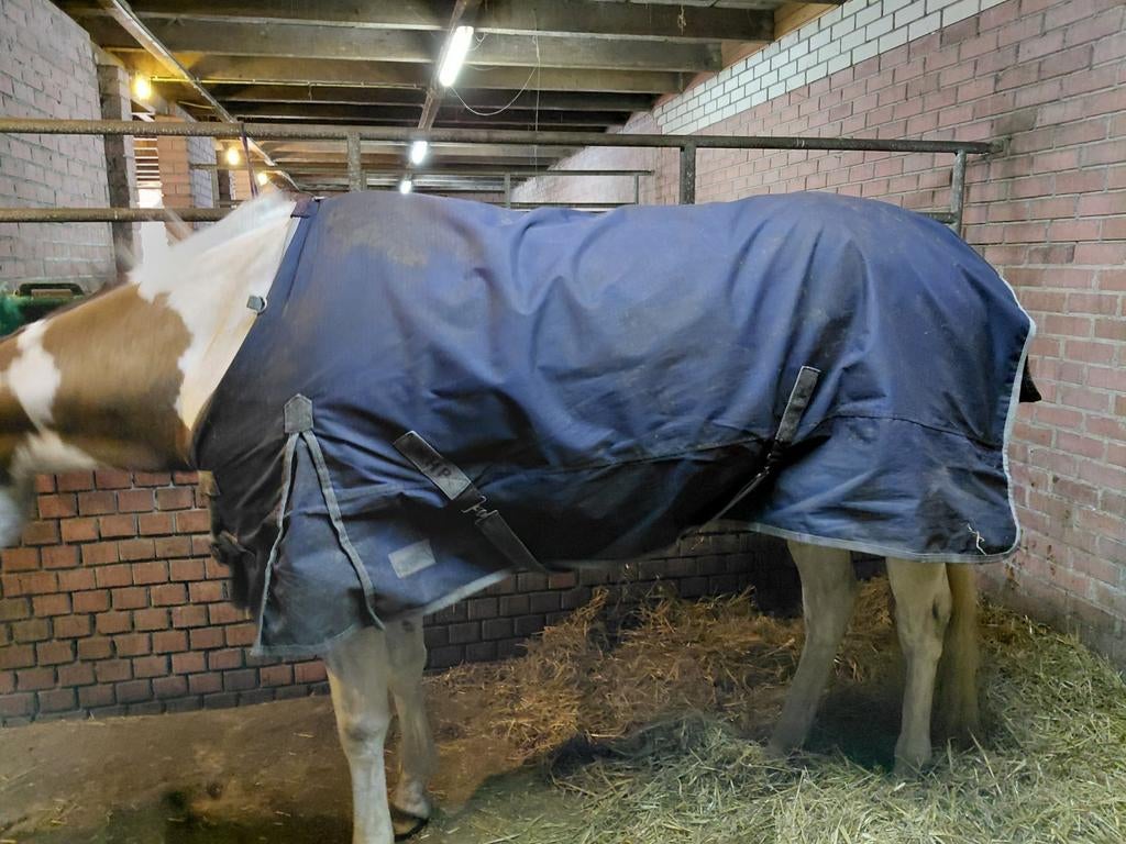 Regendekens!! 0 en 100 gram bodemprijsjes!!, Dieren en Toebehoren, Ophalen of Verzenden
