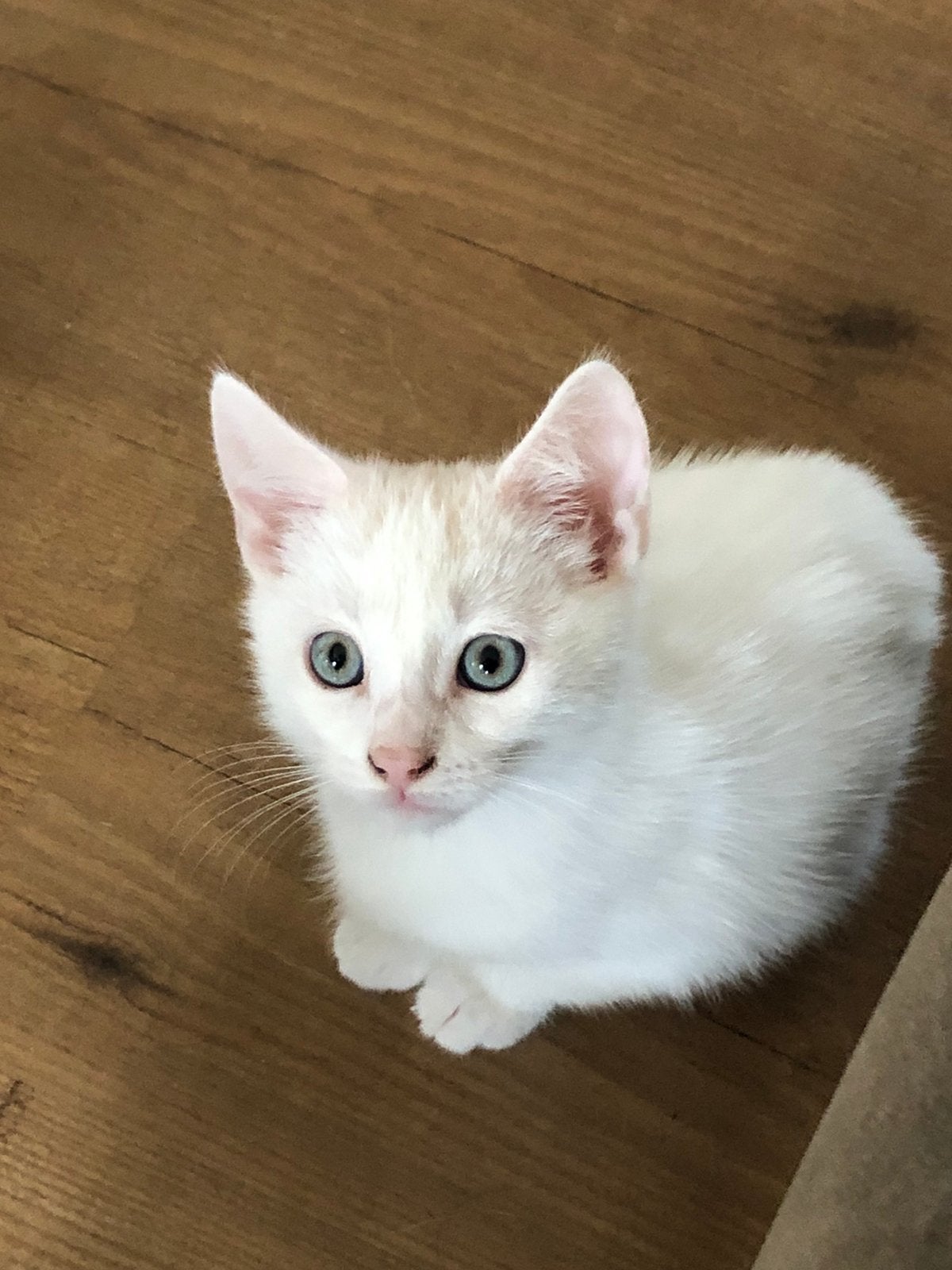 kittens te koop, Meerdere dieren