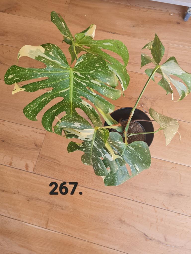 Monstera thai constellation, 60 cm hoog, Huis en Inrichting, Ophalen of Verzenden, Halfschaduw, Minder dan 100 cm