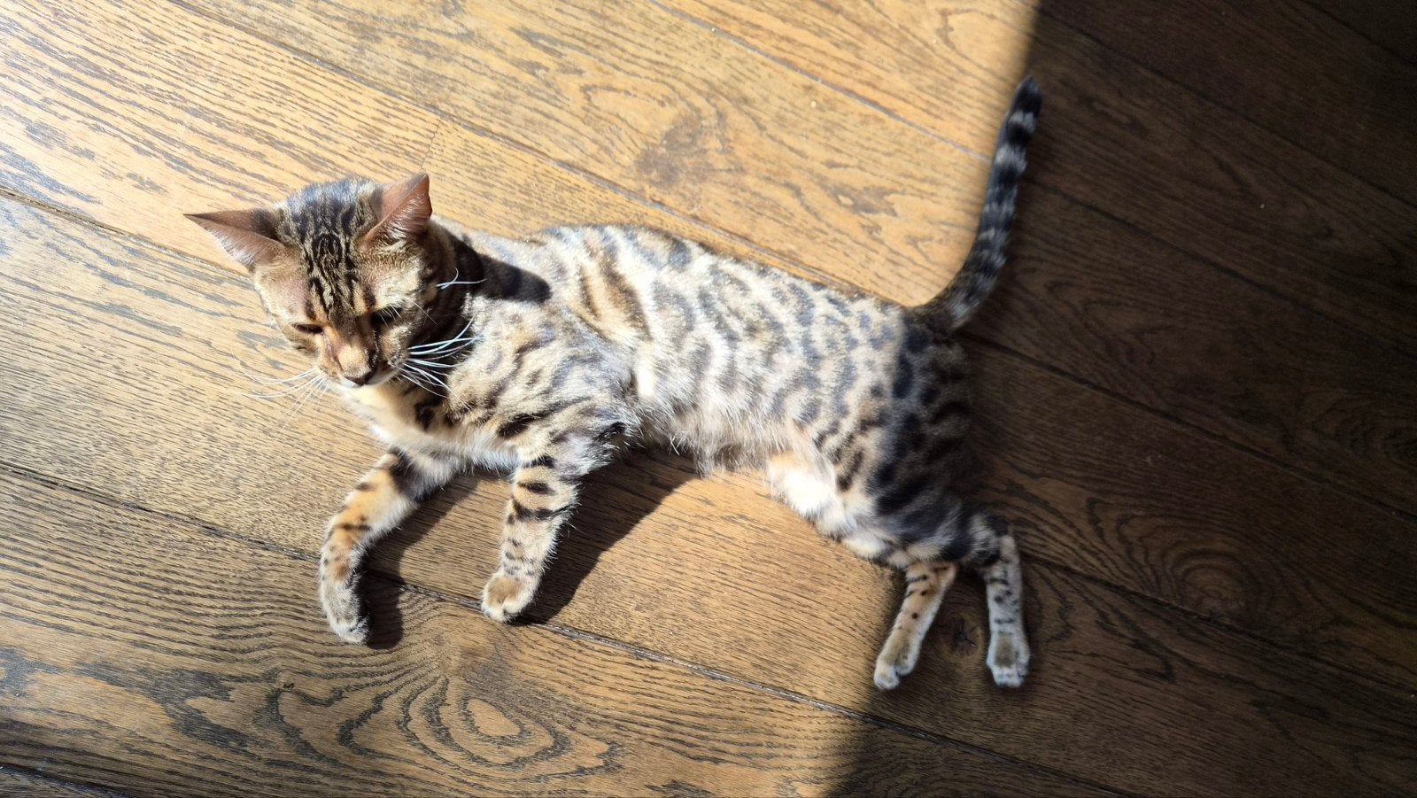 Gezocht: Liefdevol thuis voor Bengaalse kat, Poes, Gechipt
