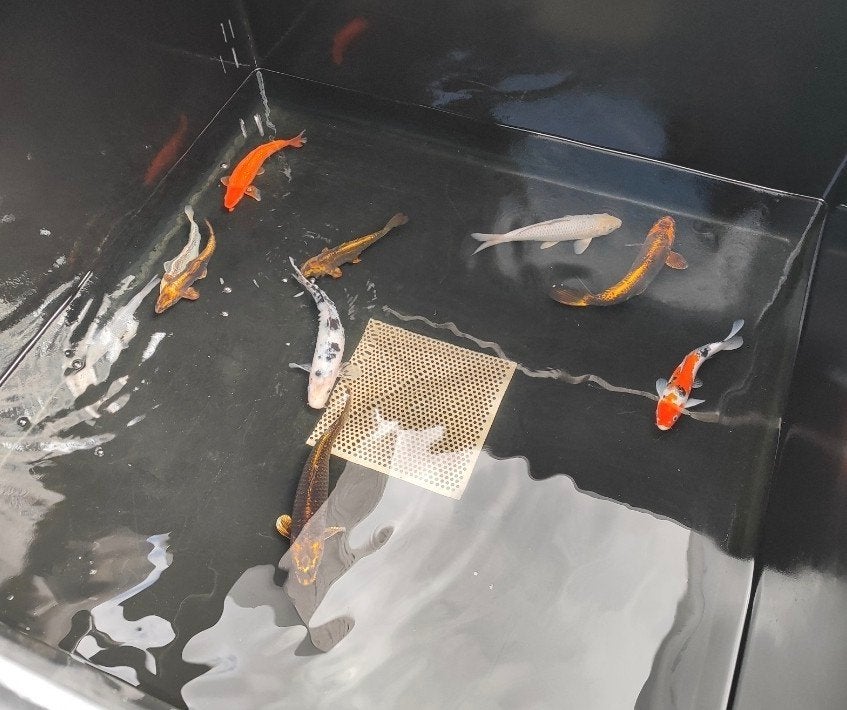 9 Japanse kois, Karper of Koi
