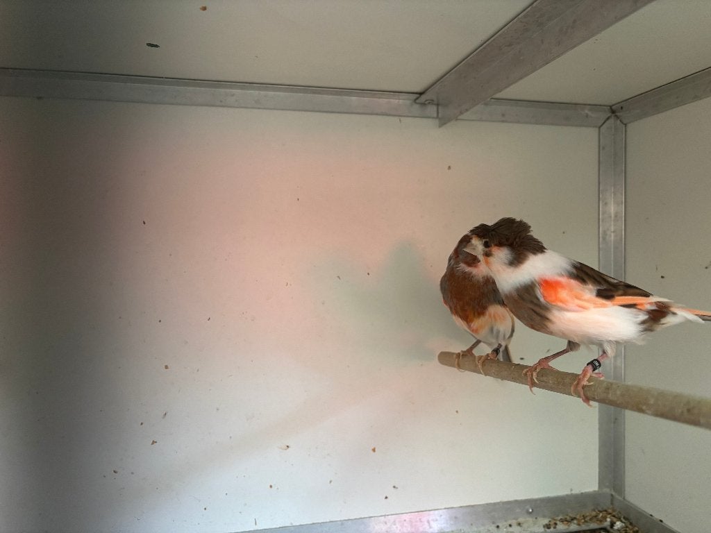 Koppel Harlekijn Kanaries, Dieren en Toebehoren, Vogels | Kanaries, Meerdere dieren, Kleurkanarie