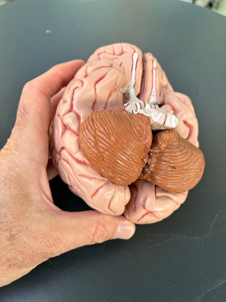 anatomie model van de hersenen, Ophalen of Verzenden, Gebruikt