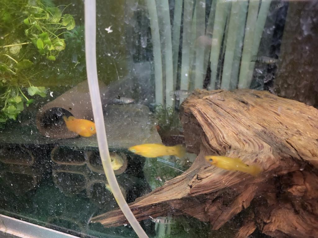 3x poecilia sphenops, gold molly, Dieren en Toebehoren, Vissen | Aquariumvissen, Zoetwatervis, Vis