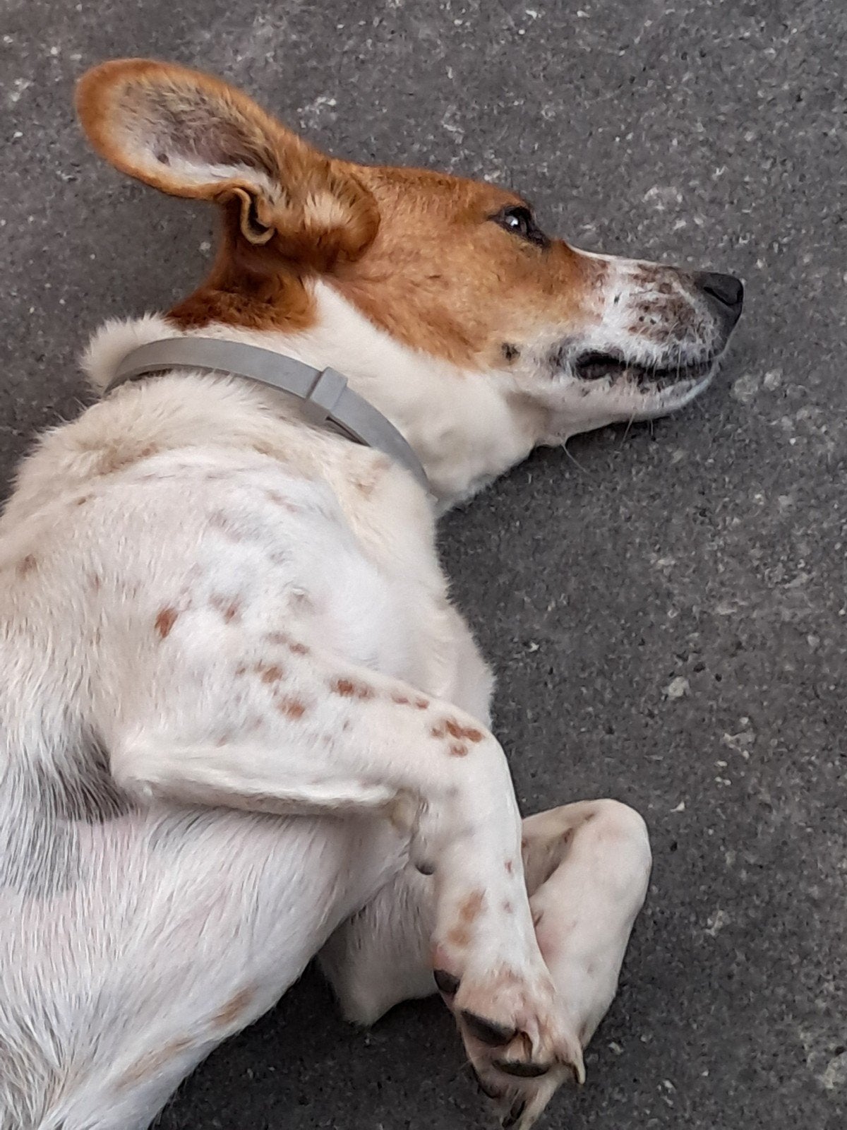 jacky is in Nederland, Dieren en Toebehoren, Particulier, Jack Russell Terriër, Reu, 1 tot 2 jaar