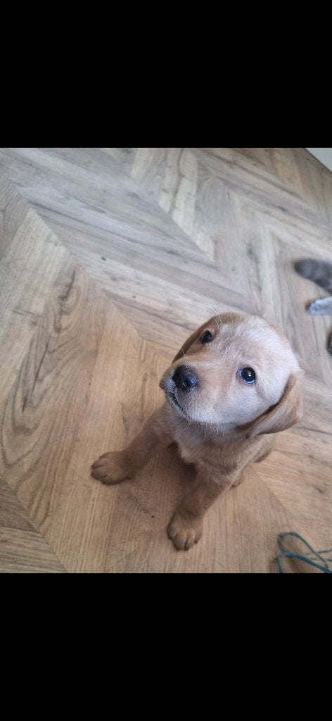 1 blonde teefje zoekt forever home, 8 tot 15 weken, Labrador retriever, Meerdere, Meerdere dieren