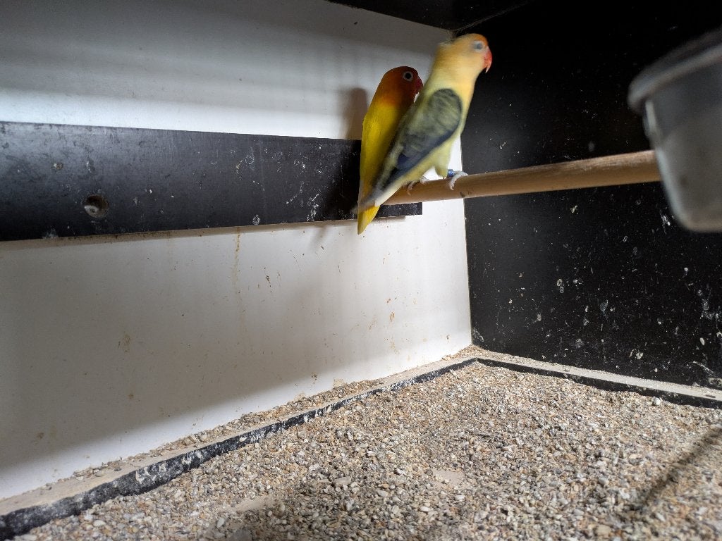 Koppel fischeries, Meerdere dieren, Parkiet, Geringd