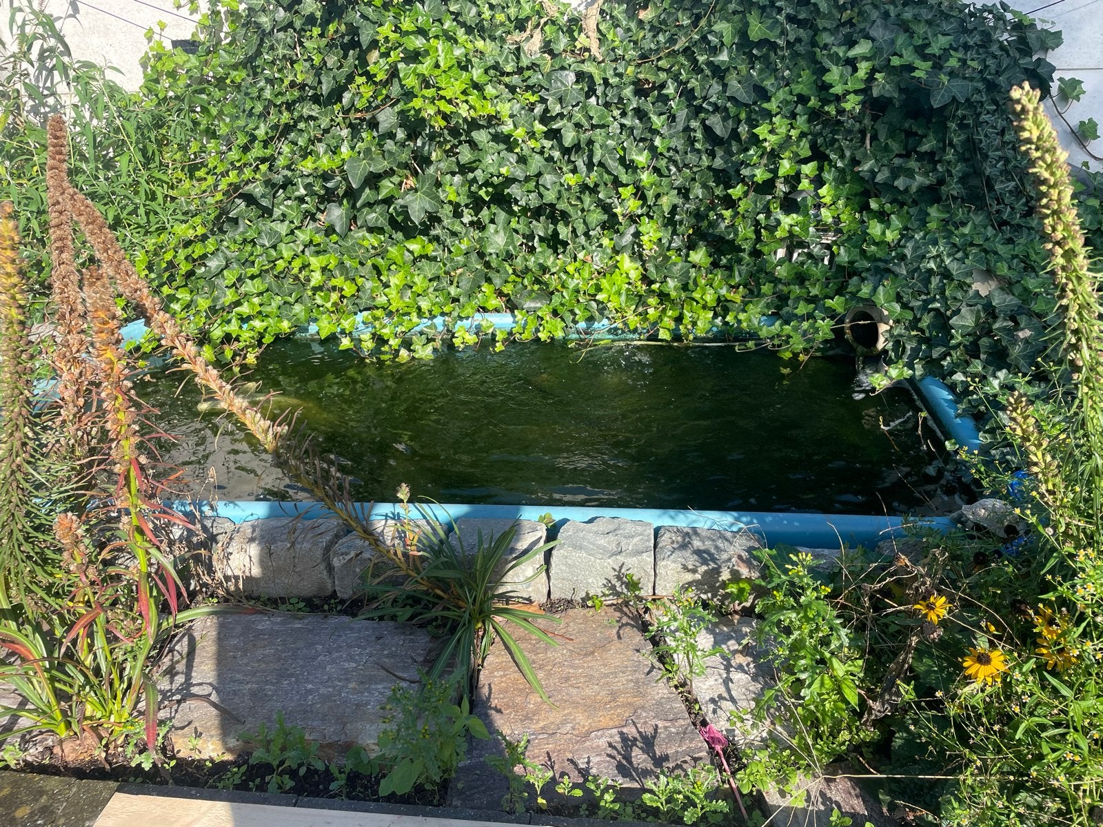 Vijver met vissen, pomp en filter gratis af te halen, Tuin en Terras, Ophalen of Verzenden, Gebruikt