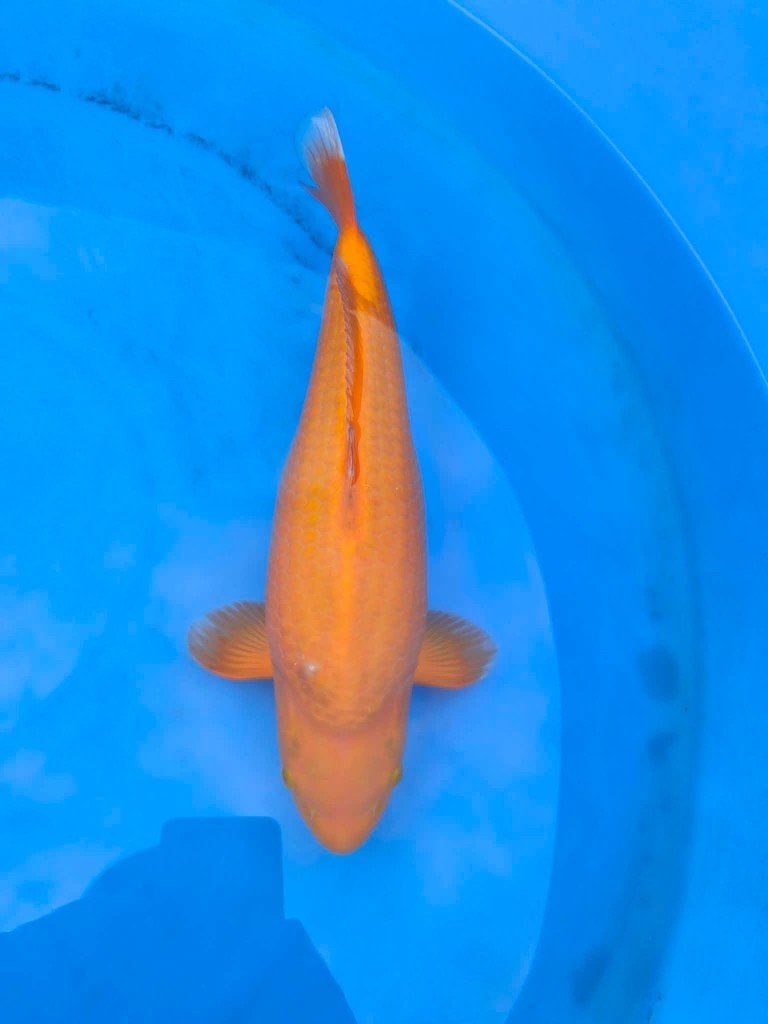 Jonge Japanse koi, Karper of Koi