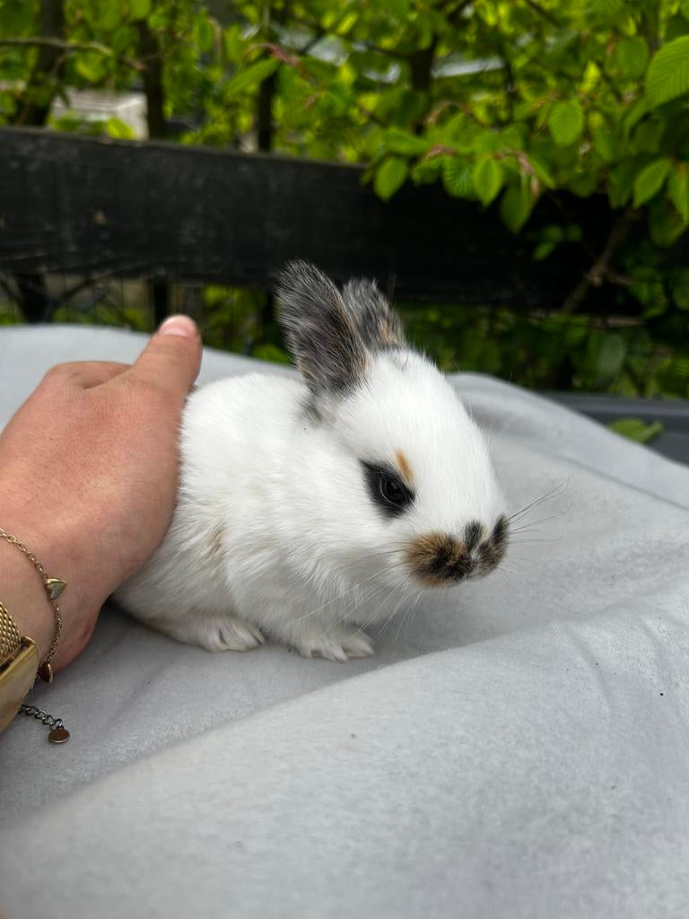 4 lieve jonge rijnlander konijnen, Meerdere dieren, Middelgroot, 0 tot 2 jaar