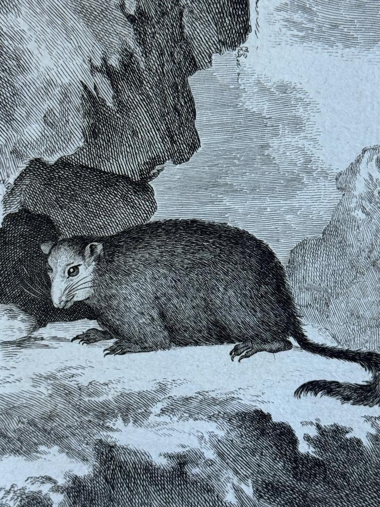 1770 - Groundhog - Marmot - Monax ets - P0744, Antiek en Kunst, Kunst | Etsen en Gravures, Ophalen of Verzenden, Ets, 1700 - 1799