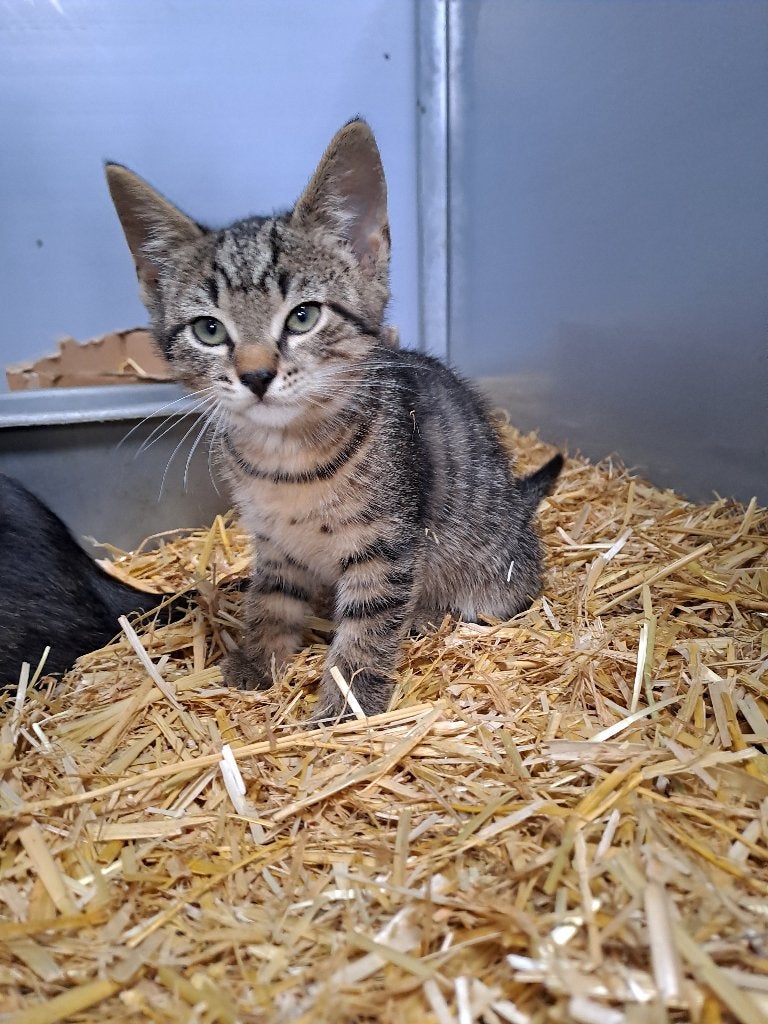 Kittens, Dieren en Toebehoren, Katten en Kittens | Raskatten | Korthaar, Meerdere dieren, 0 tot 2 jaar, Ontwormd