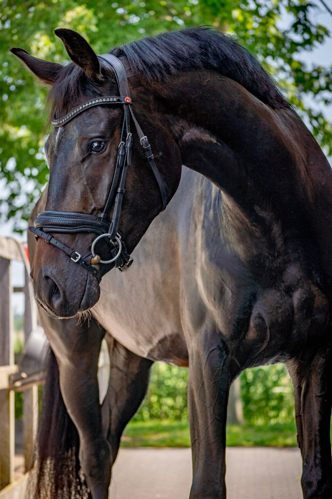 Getalenteerde elegante 3 jarige ruin, Ruin, Dressuurpaard, 3 tot 6 jaar
