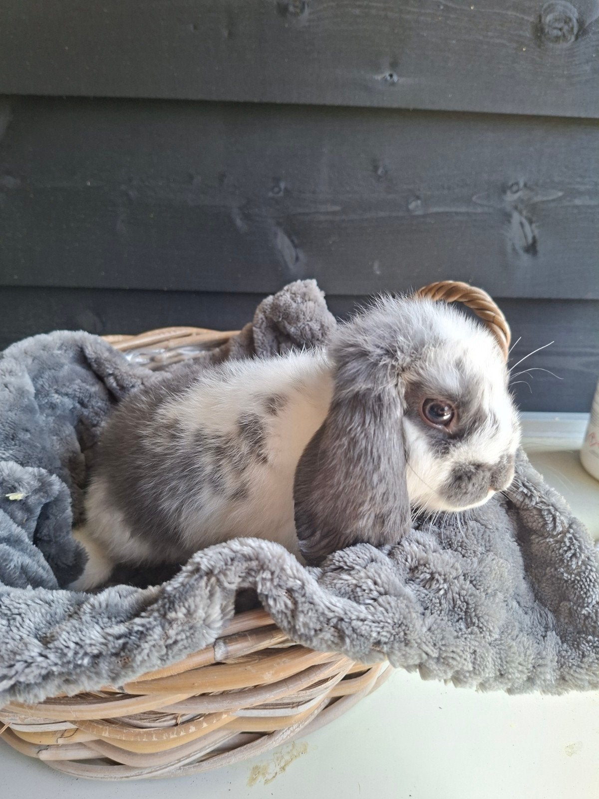 NHD konijntjes te koop!, Dieren en Toebehoren, Konijnen, Meerdere dieren, Dwerg, Hangoor, 0 tot 2 jaar