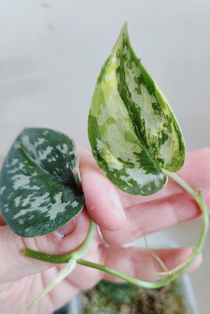 Scindapsus mayari variegata stek, Ophalen of Verzenden, Halfschaduw, Minder dan 100 cm
