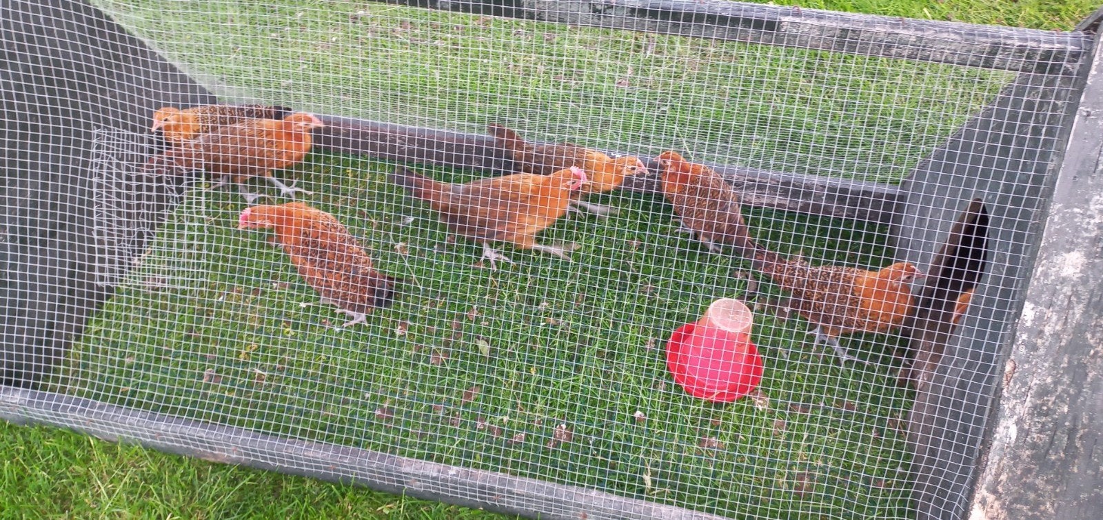 Friese goudpel hennen en hanen, Dieren en Toebehoren, Pluimvee, Meerdere dieren, Kip