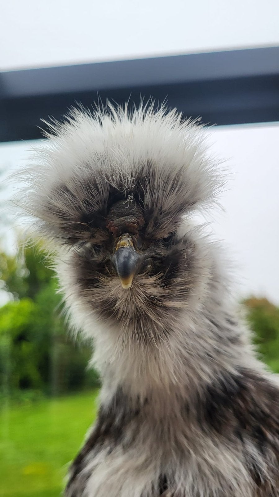 Haan, Dieren en Toebehoren, Pluimvee, Mannelijk, Kip