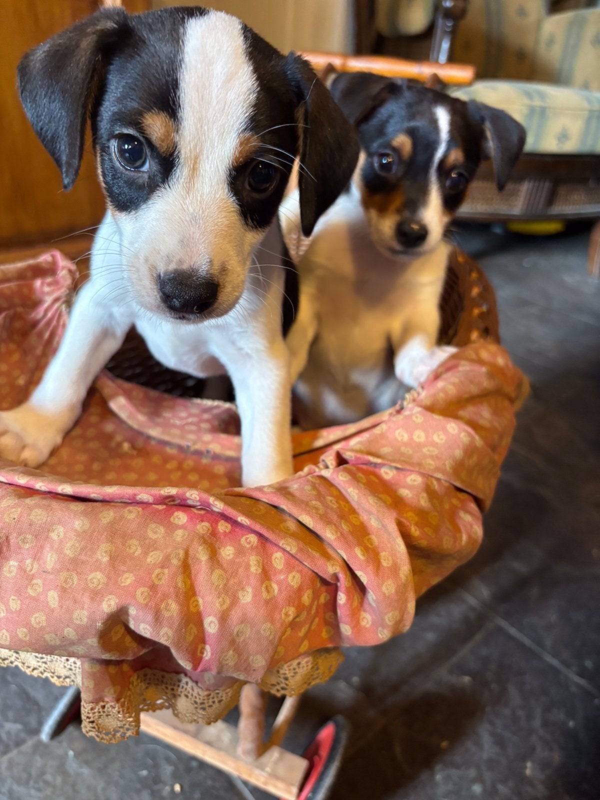 Te koop boerenfox pups teefje is gereserveerd, Parvo, 8 tot 15 weken, Meerdere, Meerdere dieren