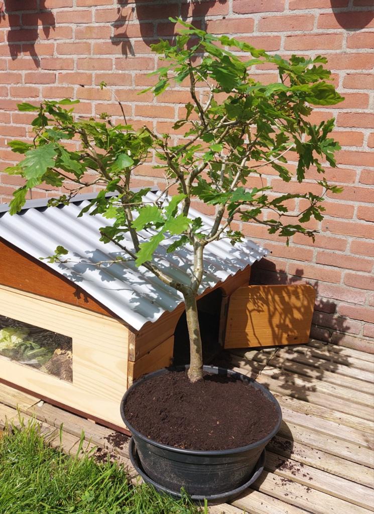 Miniboom zomereik, Tuin en Terras, Planten | Bomen, Overige soorten, 100 tot 250 cm, Bloeit niet, Ophalen