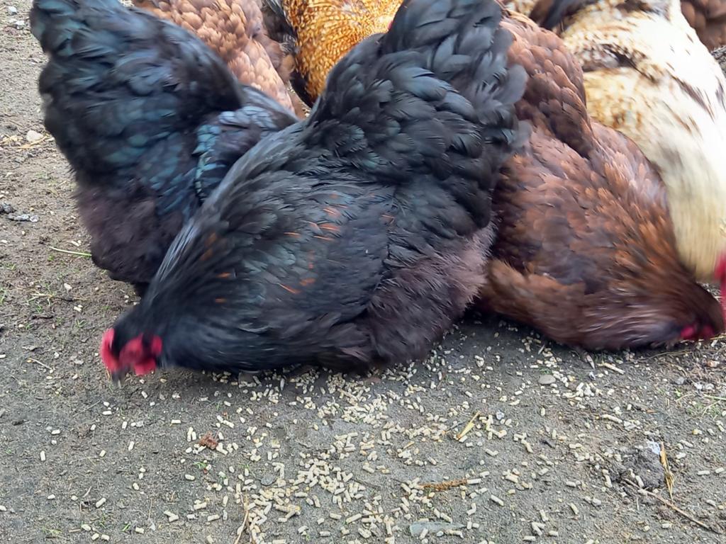 Te koop broedeieren van orpington groot, Dieren en Toebehoren, Geslacht onbekend, Kip