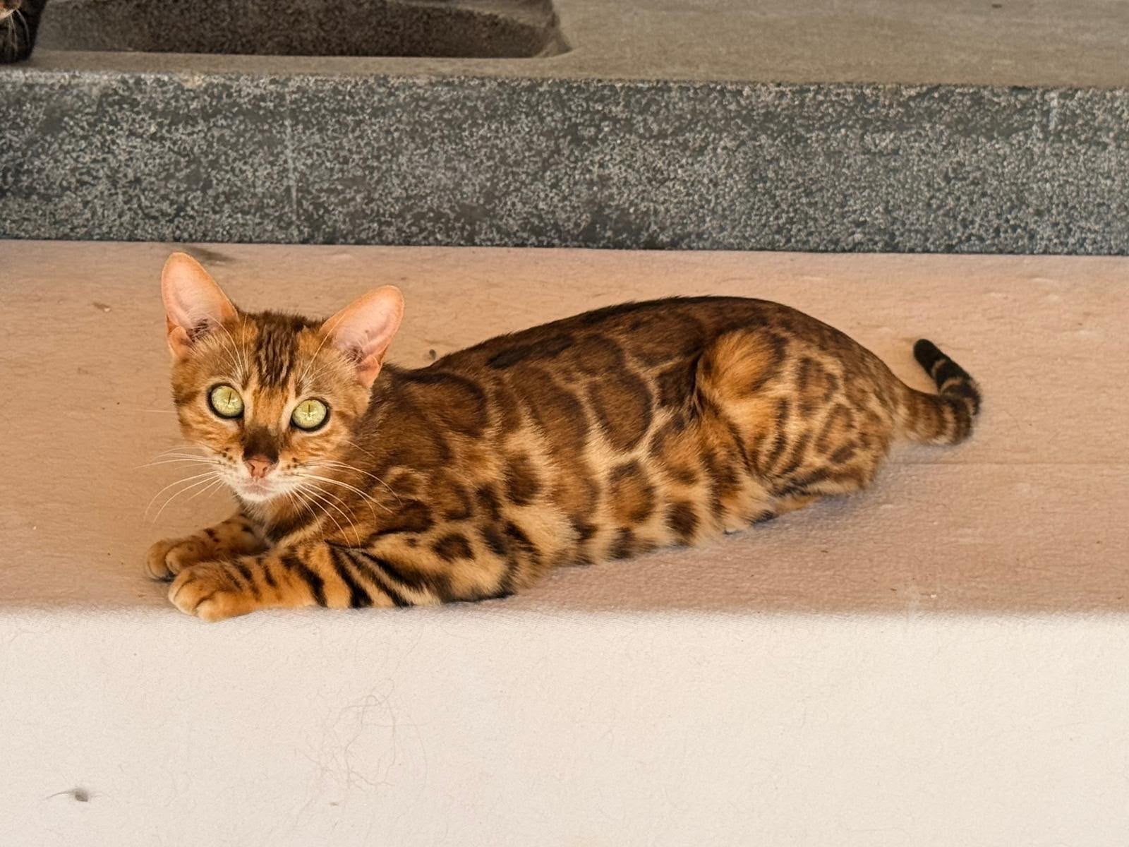 Feli, Dieren en Toebehoren, Kater