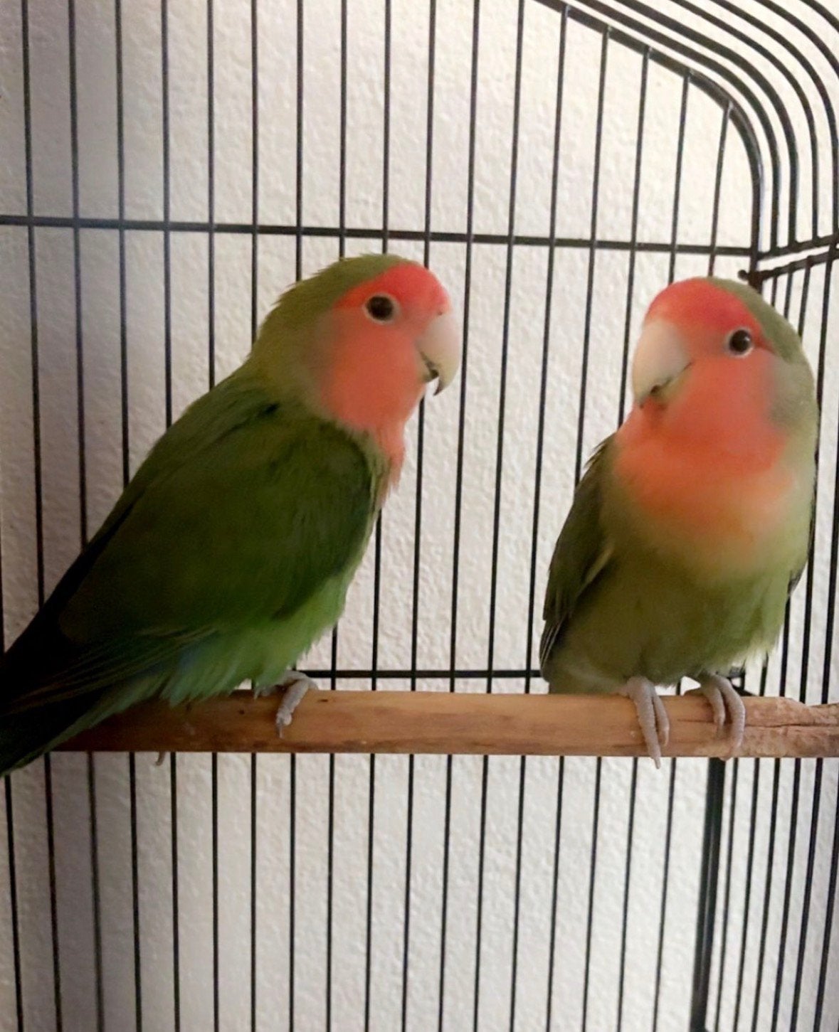 Dwergpapegaaien Peppy en Cocky