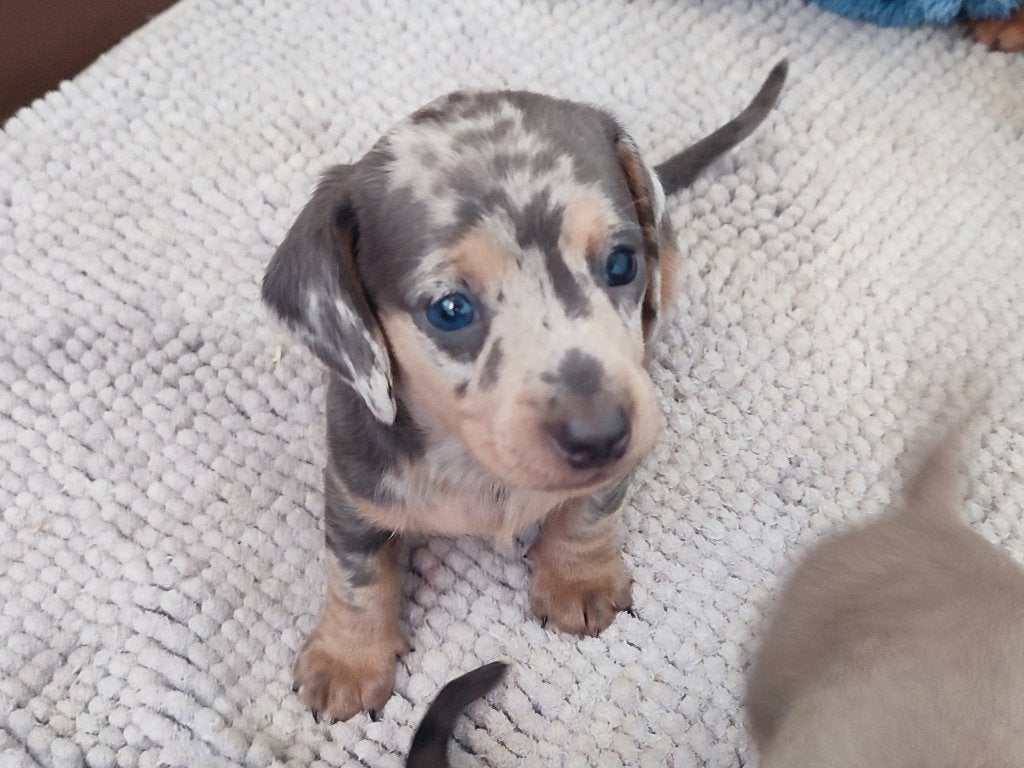 Zeer mooie dwergteckel pups, Parvo, België, Particulier, 8 tot 15 weken