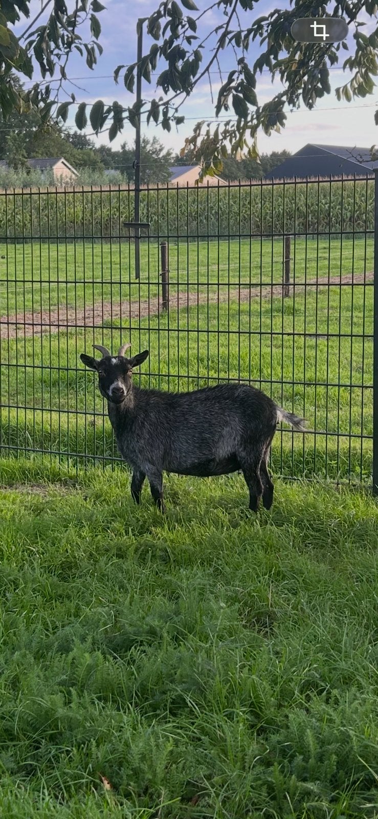 Blauwschimmel dwerggeit, Dieren en Toebehoren, Vrouwelijk, Geit