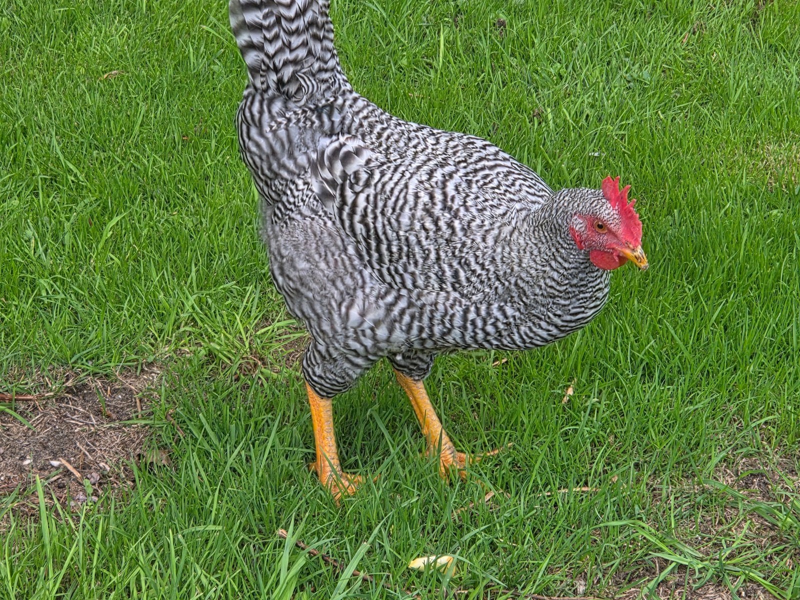 Amrock en Friese Hoen geelwitpel haan, Dieren en Toebehoren, Mannelijk, Kip