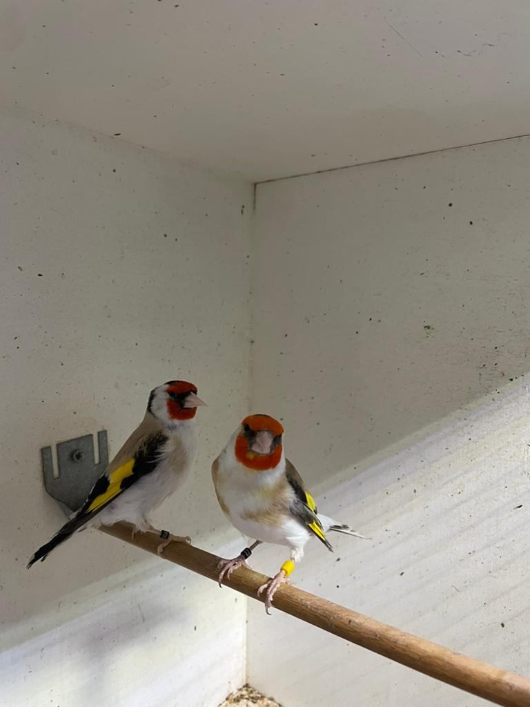 Koppel majoorputters, Dieren en Toebehoren, Vogels | Overige Vogels, Meerdere dieren, Wildzangvogel, Geringd