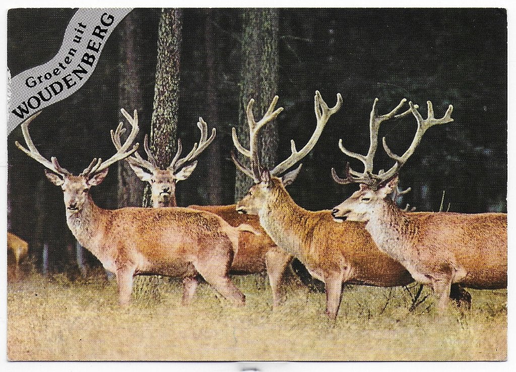 Woudenberg Ongelopen Ansichtkaart ( B6169 ), Ophalen of Verzenden, 1980 tot heden, Ongelopen