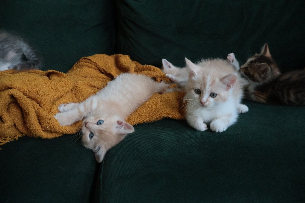 Kittens Britse korthaar crème, zilver en torti, Meerdere dieren, 0 tot 2 jaar