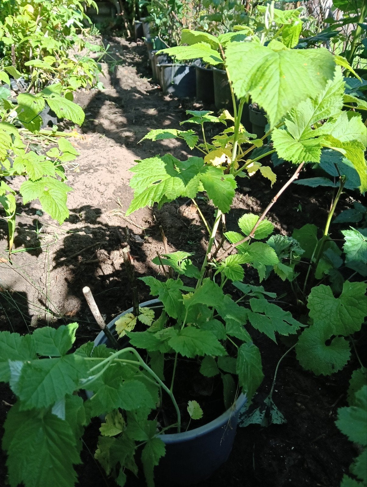 Framboos oranje., Ophalen, Minder dan 100 cm, Overige soorten, Zomer
