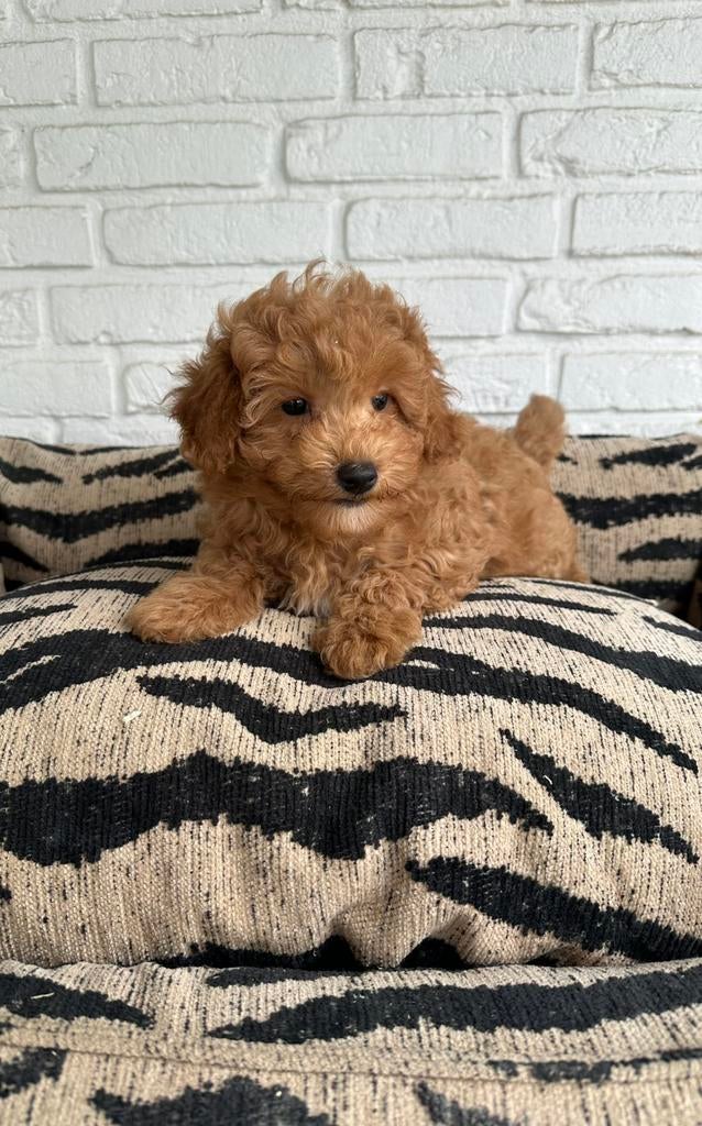 Toy x dwerg poedel pups, Poedel, Parvo, Nederland, 8 tot 15 weken