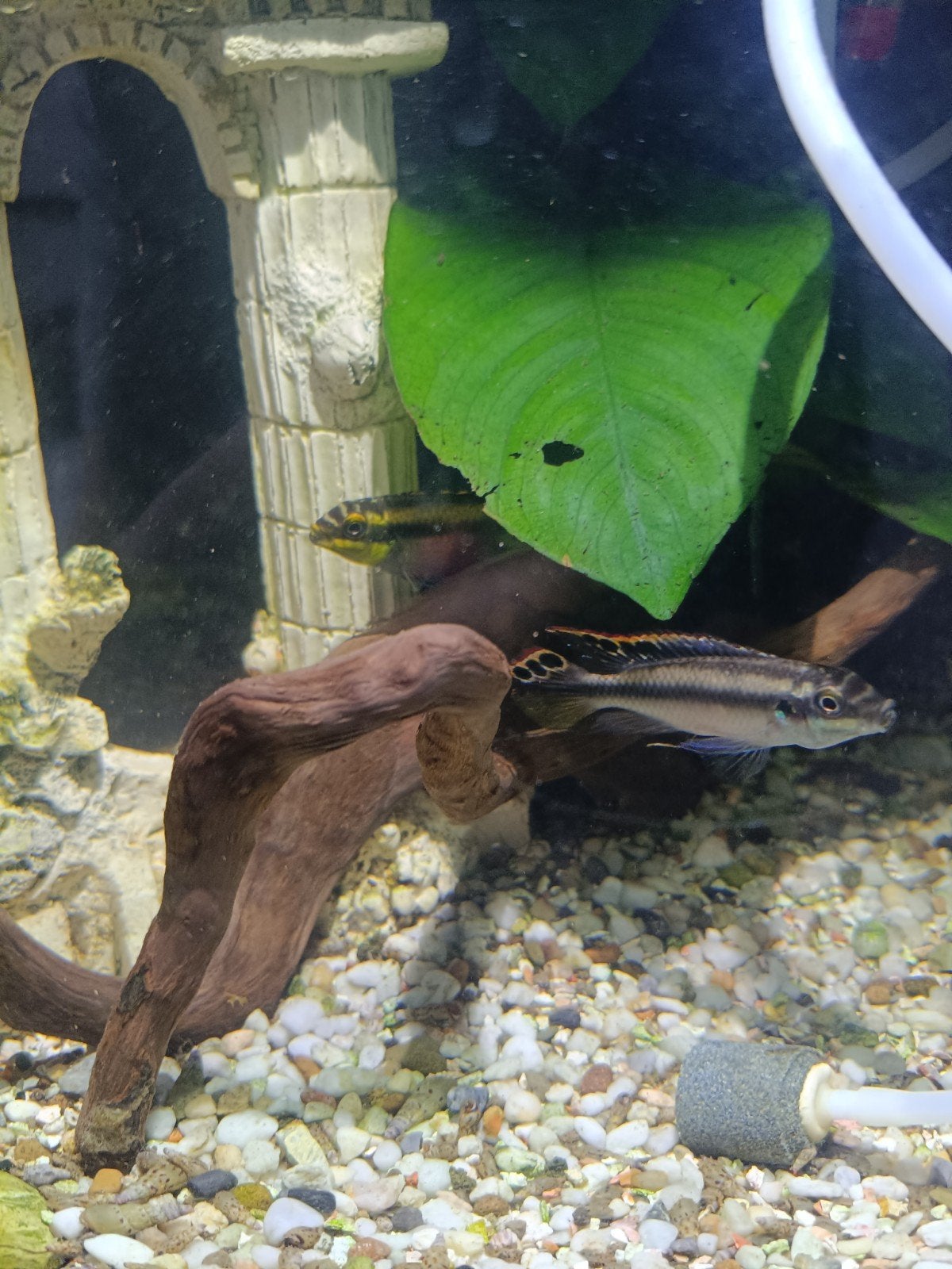 koppel kersenbuik cichliden, Dieren en Toebehoren, Vissen | Aquariumvissen, Vis