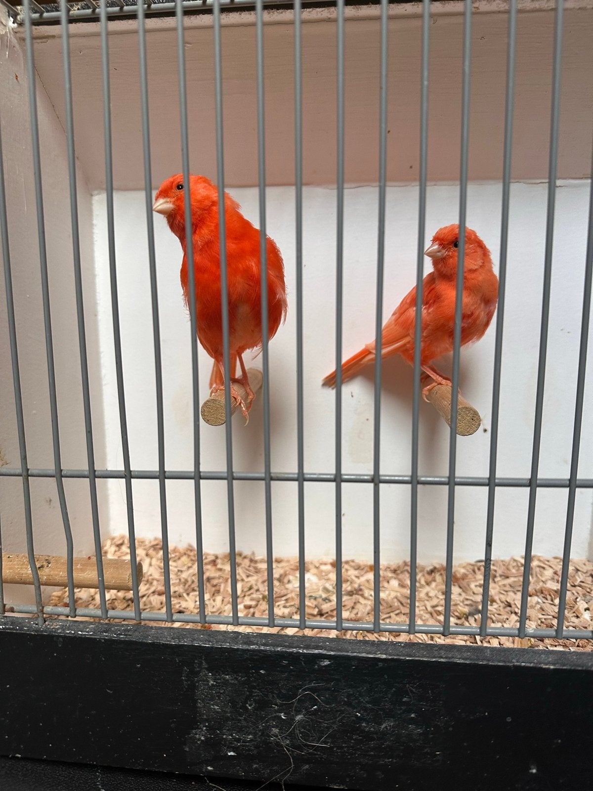 Mooie kanaries, Dieren en Toebehoren
