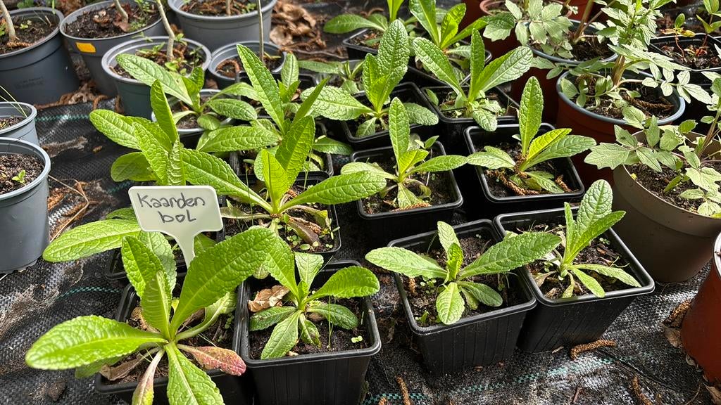 Grote Kaardenbol- inheems, Tuin en Terras, Ophalen, Overige soorten, Volle zon