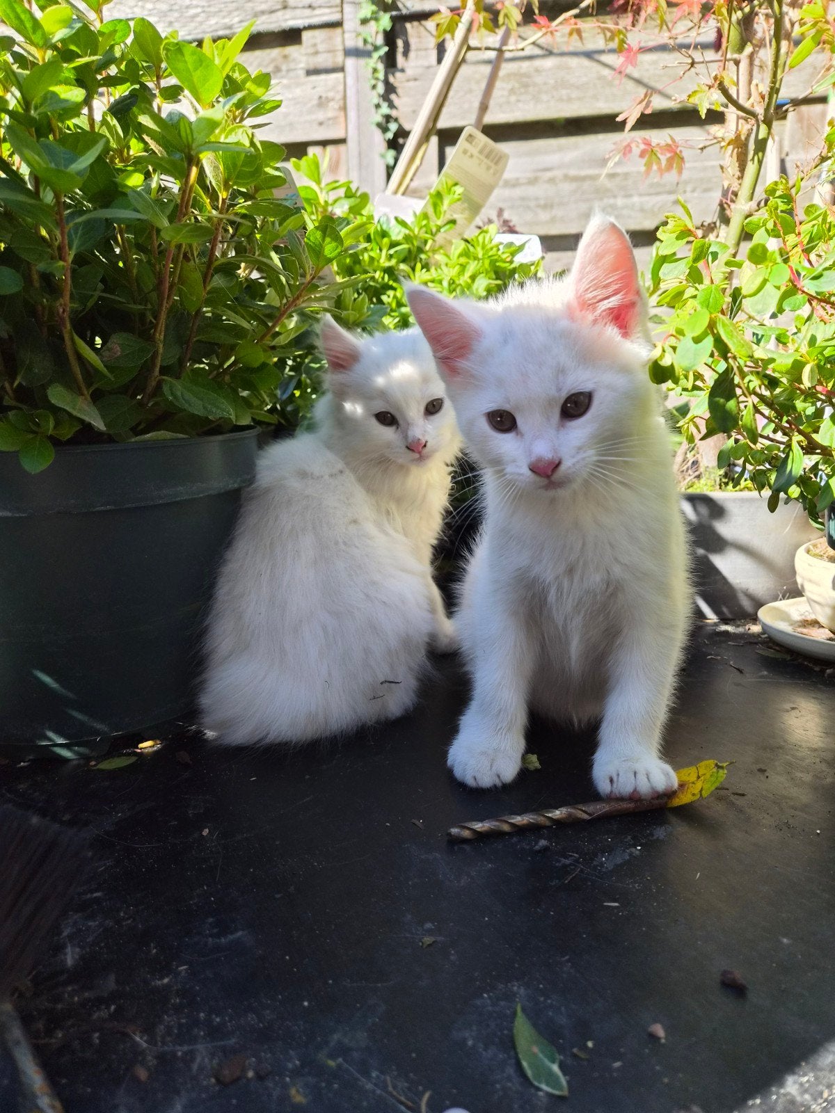 2 lieve maine coon   kittens, Dieren en Toebehoren, Kater, Langharig, 0 tot 2 jaar