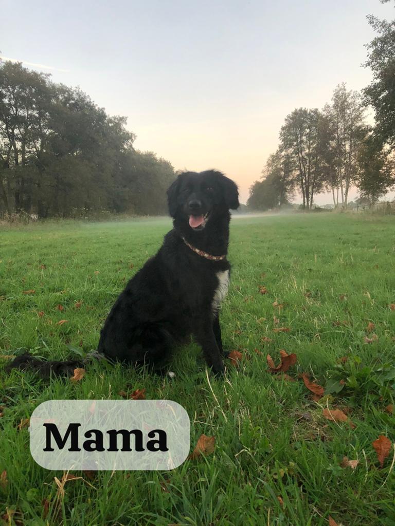 Verwacht nestje lieve gezinspuppy’s – half juni verwacht ️, Dieren en Toebehoren, 8 tot 15 weken, Parvo, Meerdere, Meerdere dieren