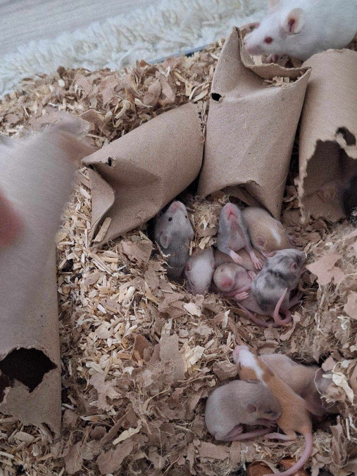 Nestjes muizen, Dieren en Toebehoren, Knaagdieren, Mei, Meerdere dieren, Muis