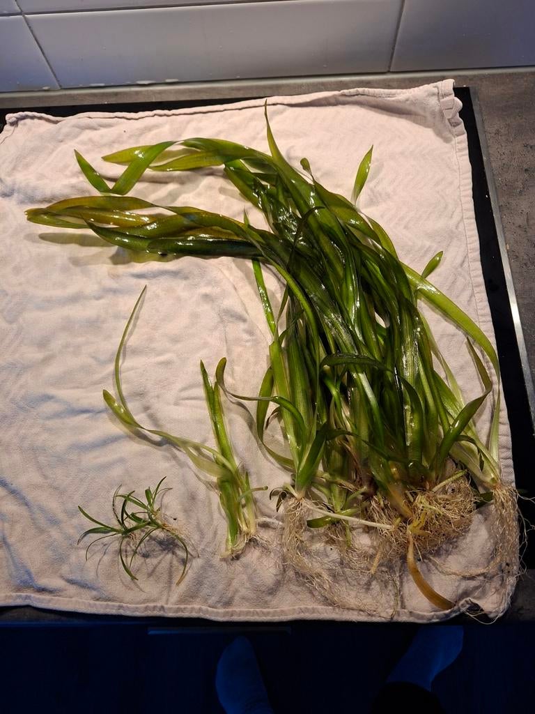 Valisneria stekken, Dieren en Toebehoren, Vissen | Aquaria en Toebehoren, Nieuw, Plant(en), Steen of Hout, Ophalen of Verzenden