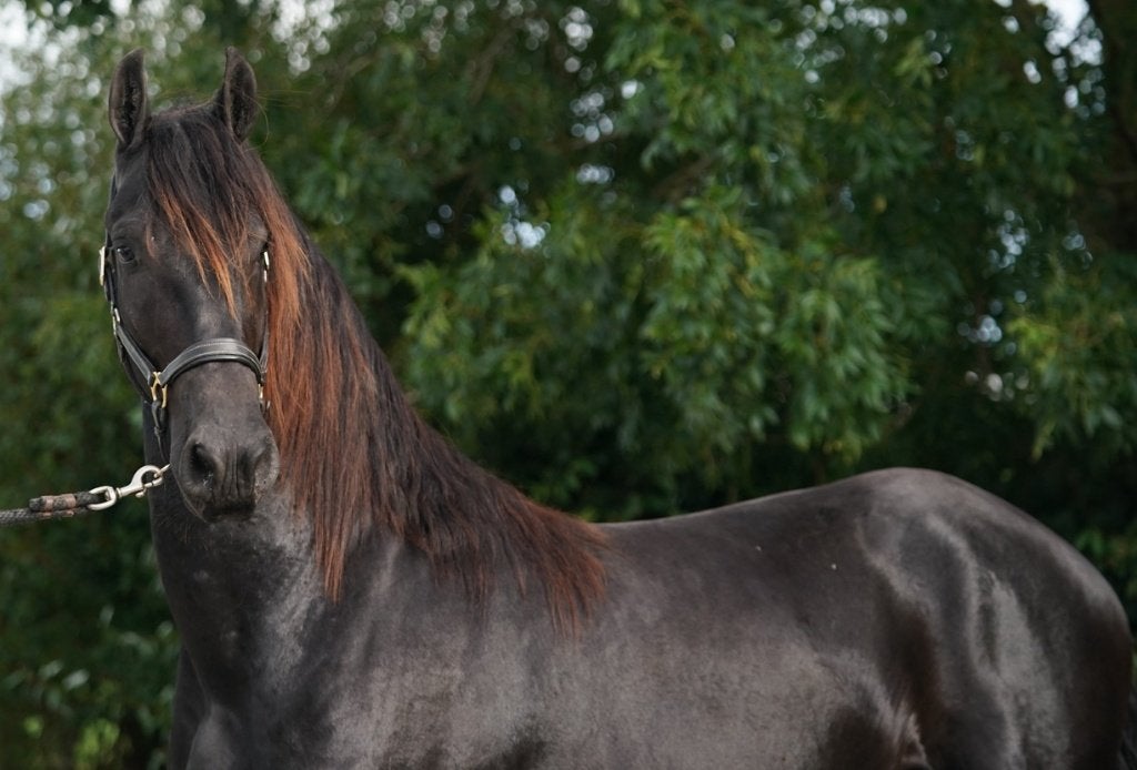 Grote 2,5 jarige Friese hengst, best bewegen, Dieren en Toebehoren, Met stamboom, Dressuurpaard, 0 tot 2 jaar, Hengst