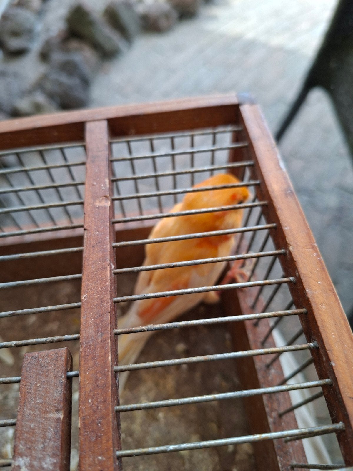 oranje man, Dieren en Toebehoren, Mannelijk, Kleurkanarie