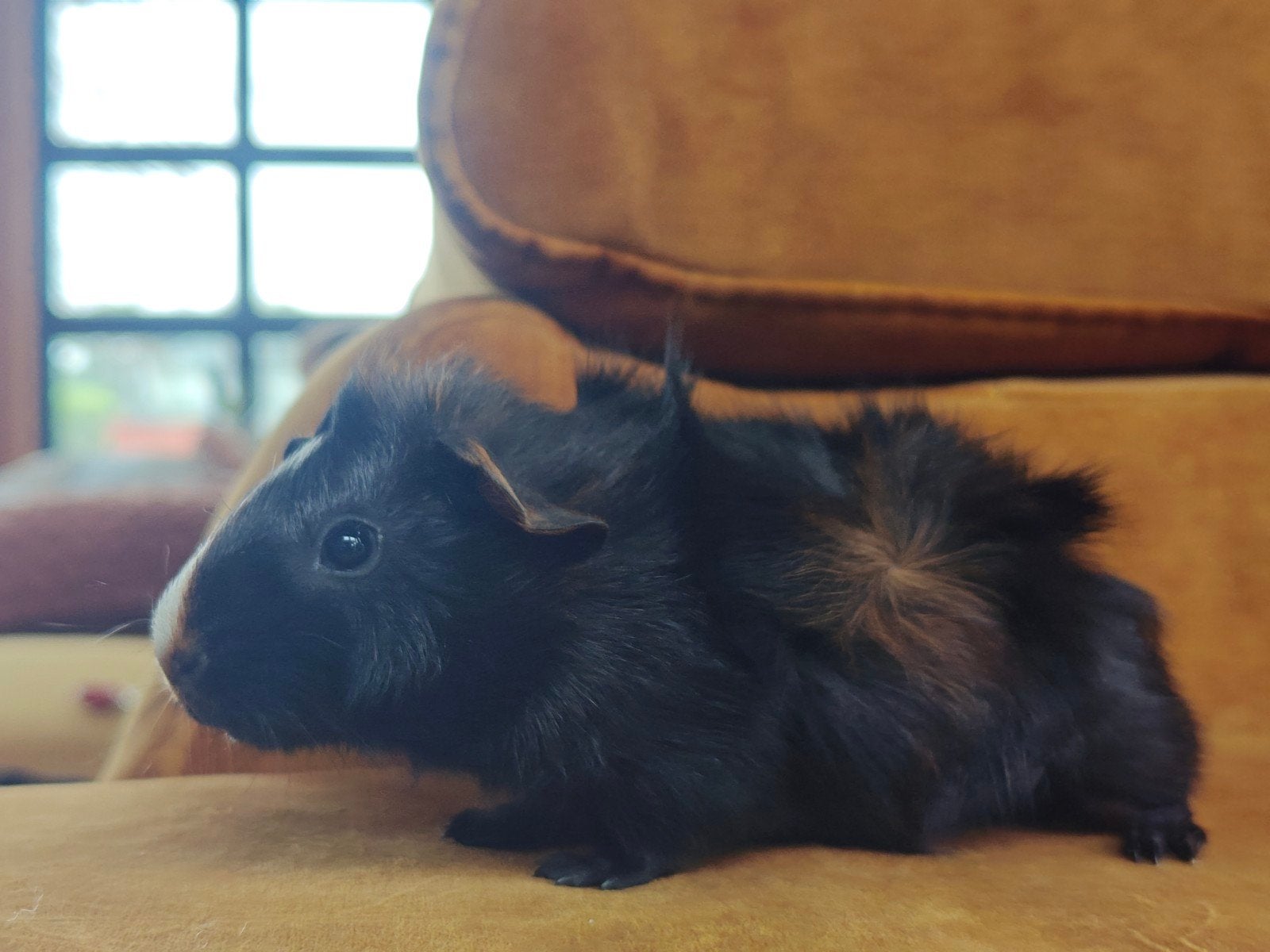 cavia beer borstelhaar, Cavia, Augustus, Mannelijk, Tam
