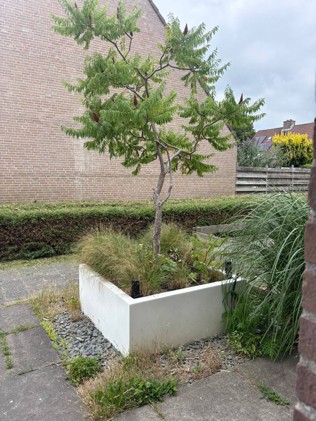 Gratis ophalen, Tuin en Terras, Ophalen, Volle zon, Overige soorten