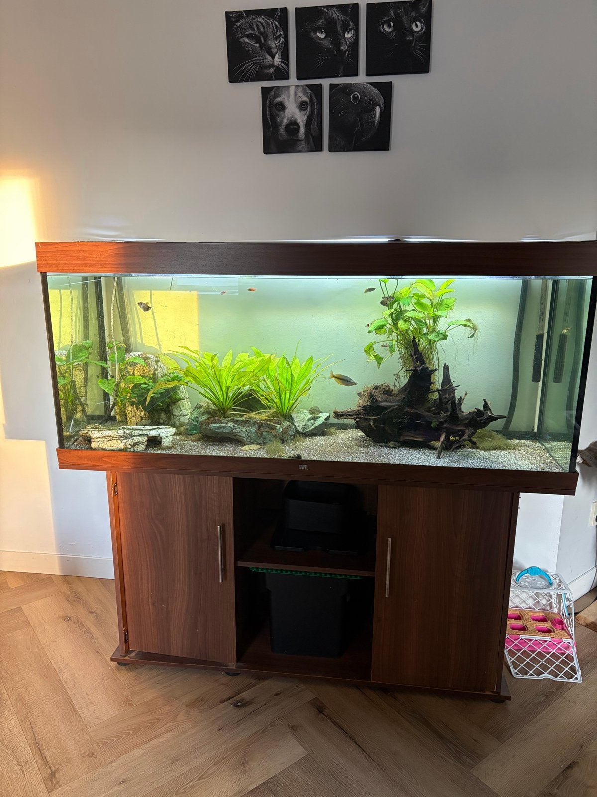 Aqarium inclusief vissen, Ophalen, Zo goed als nieuw, Gevuld zoetwateraquarium