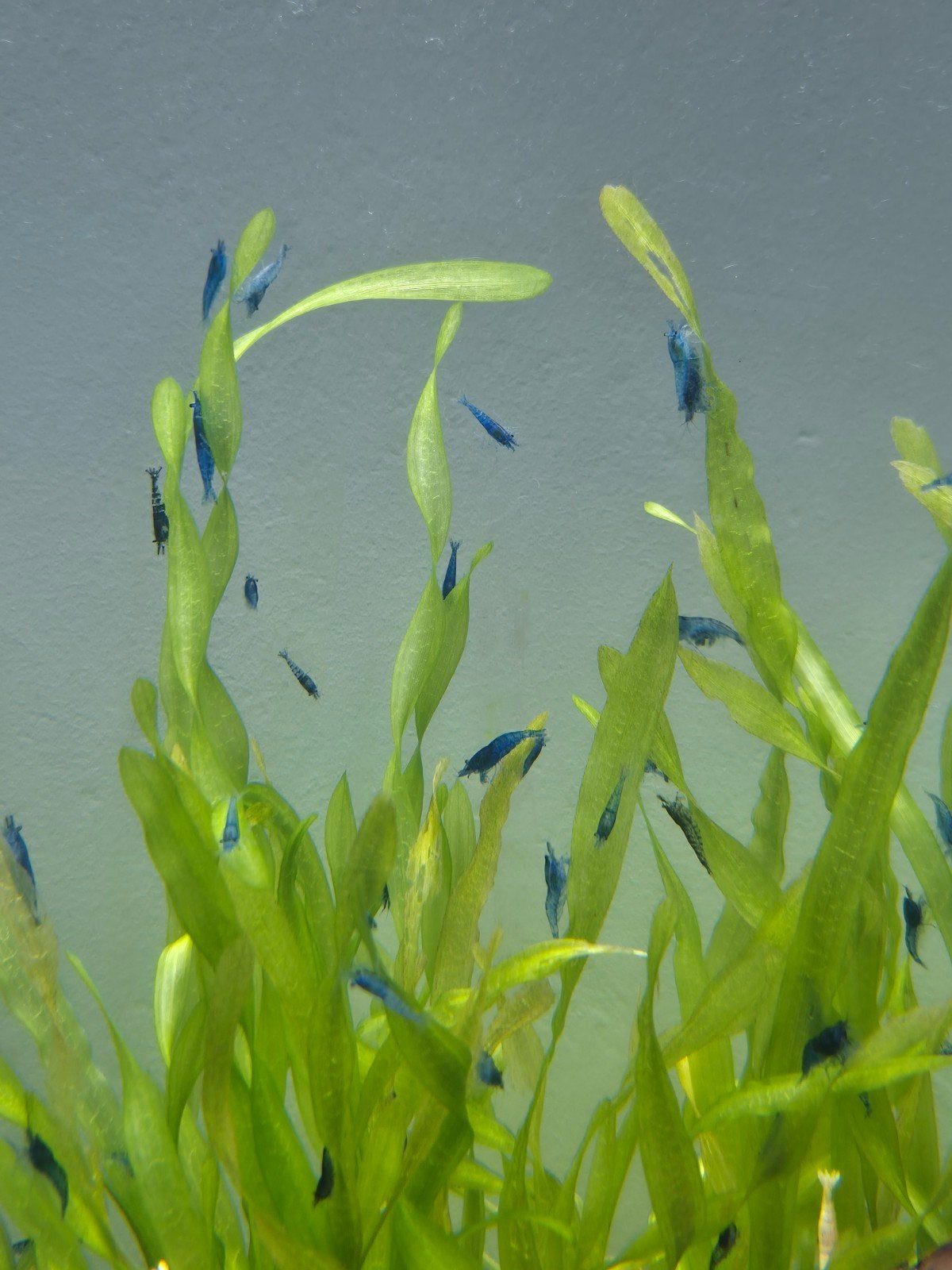 Blue Velvet Garnalen, Dieren en Toebehoren, Vissen | Aquariumvissen, Kreeft, Krab of Garnaal, Zoetwatervis