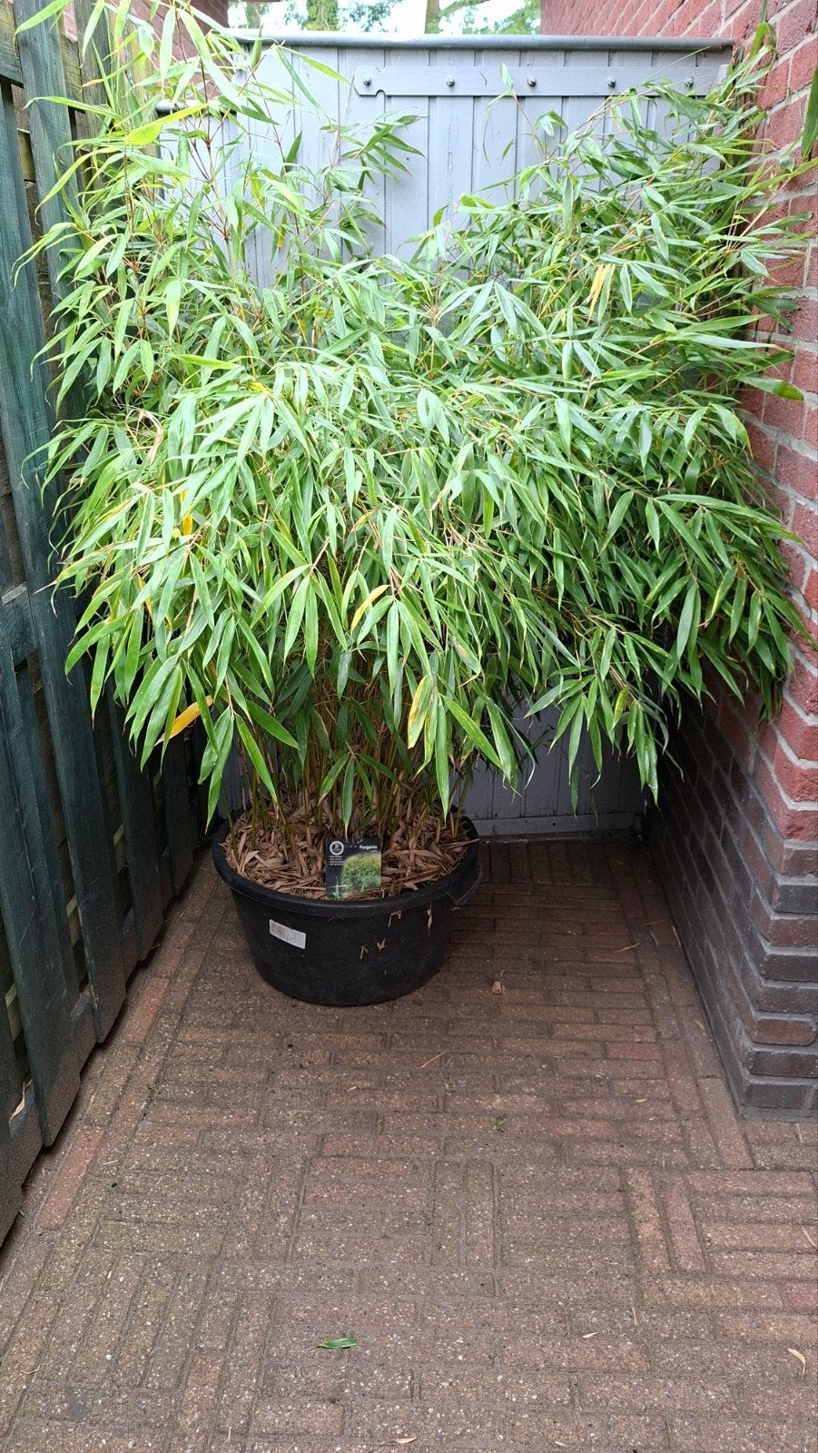 bamboe fargesia, Ophalen of Verzenden, Bloeit niet, Overige soorten, Halfschaduw