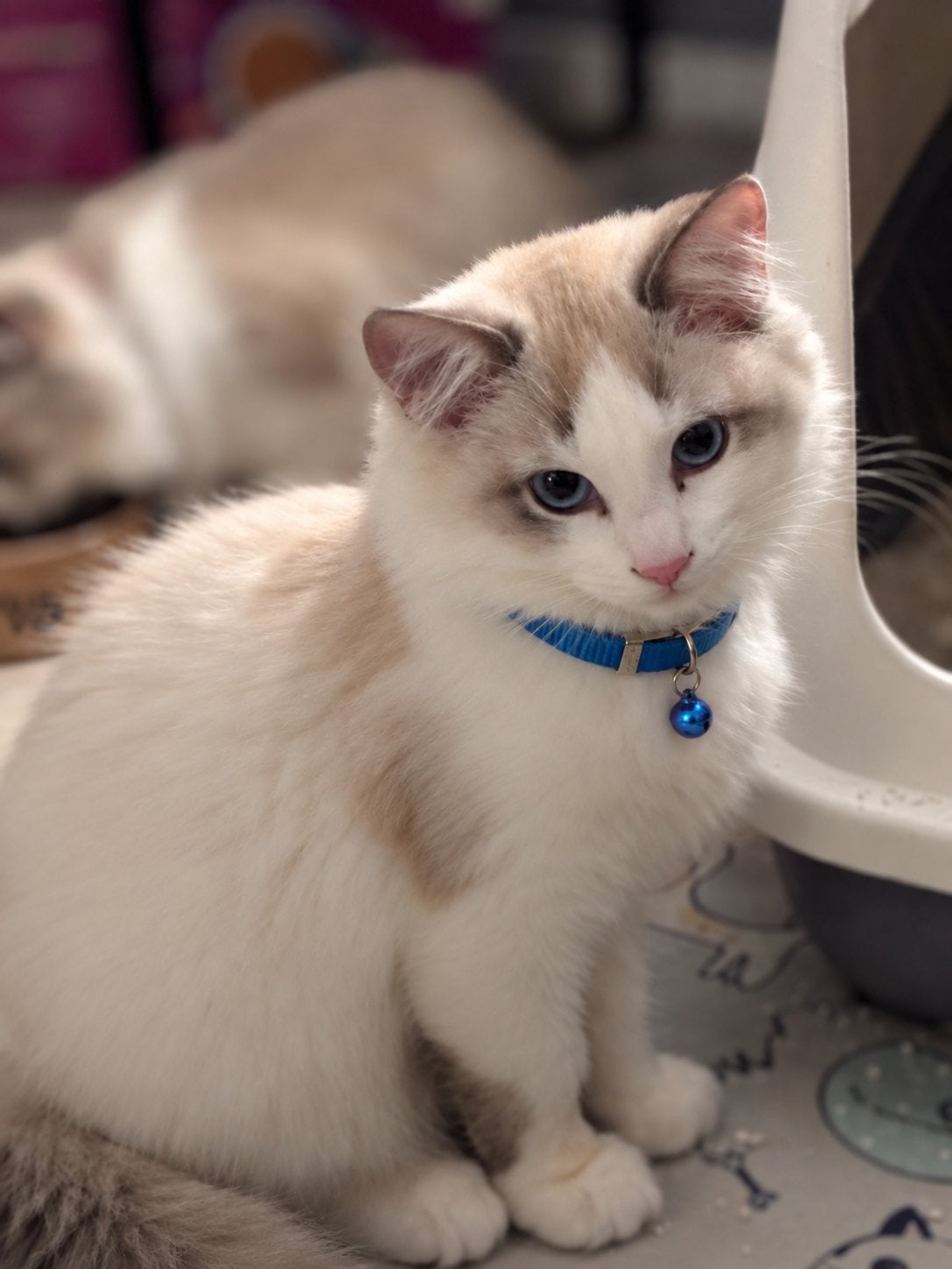 Ragdoll, een mooi klein katje, Kater, Ontwormd, 0 tot 2 jaar