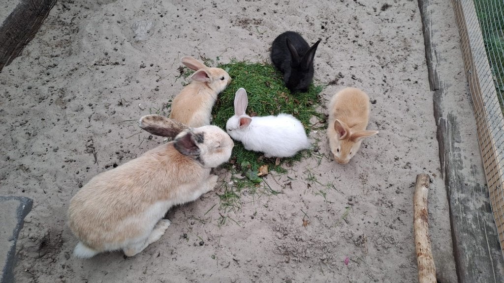 5 baby vlaamse reuzen, Dieren en Toebehoren, Konijnen, Meerdere dieren, Groot, 0 tot 2 jaar